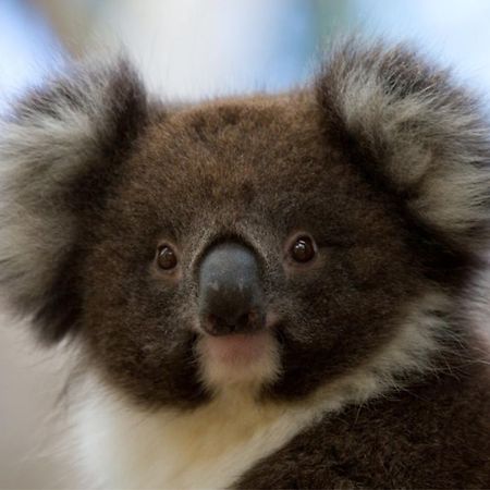 Bimbi Park - Camping Under Koalas Cape Otway Bagian luar foto