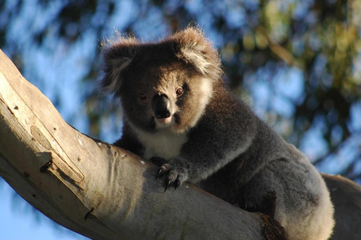 Bimbi Park - Camping Under Koalas Cape Otway Bagian luar foto