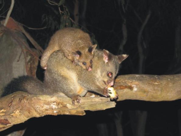 Bimbi Park - Camping Under Koalas Cape Otway Bagian luar foto