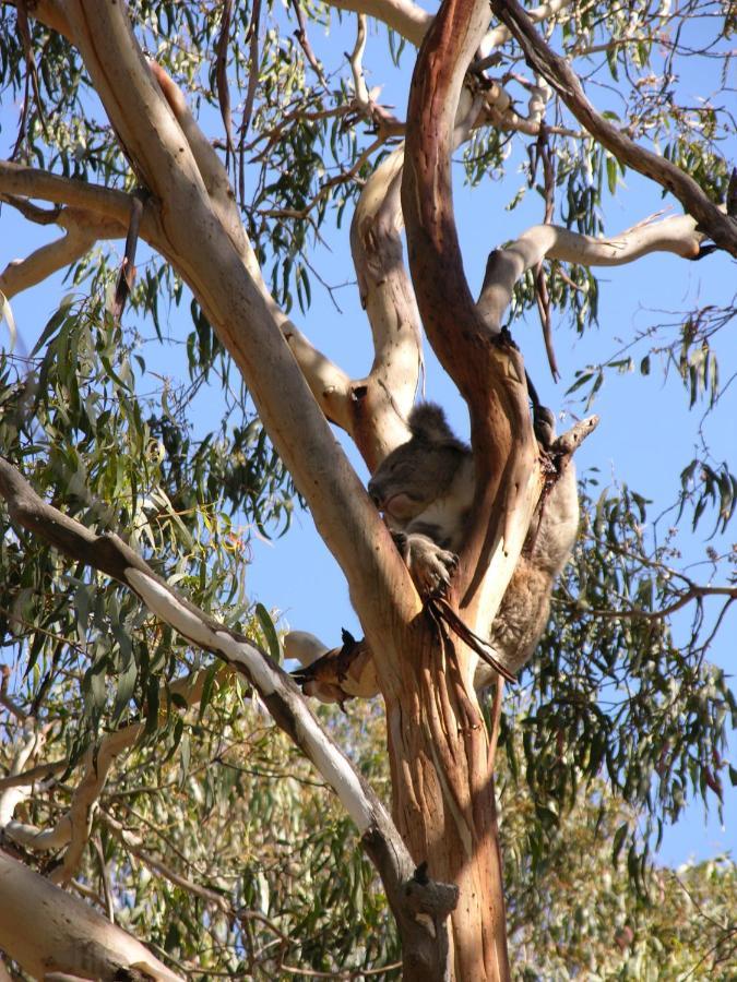 Bimbi Park - Camping Under Koalas Cape Otway Bagian luar foto