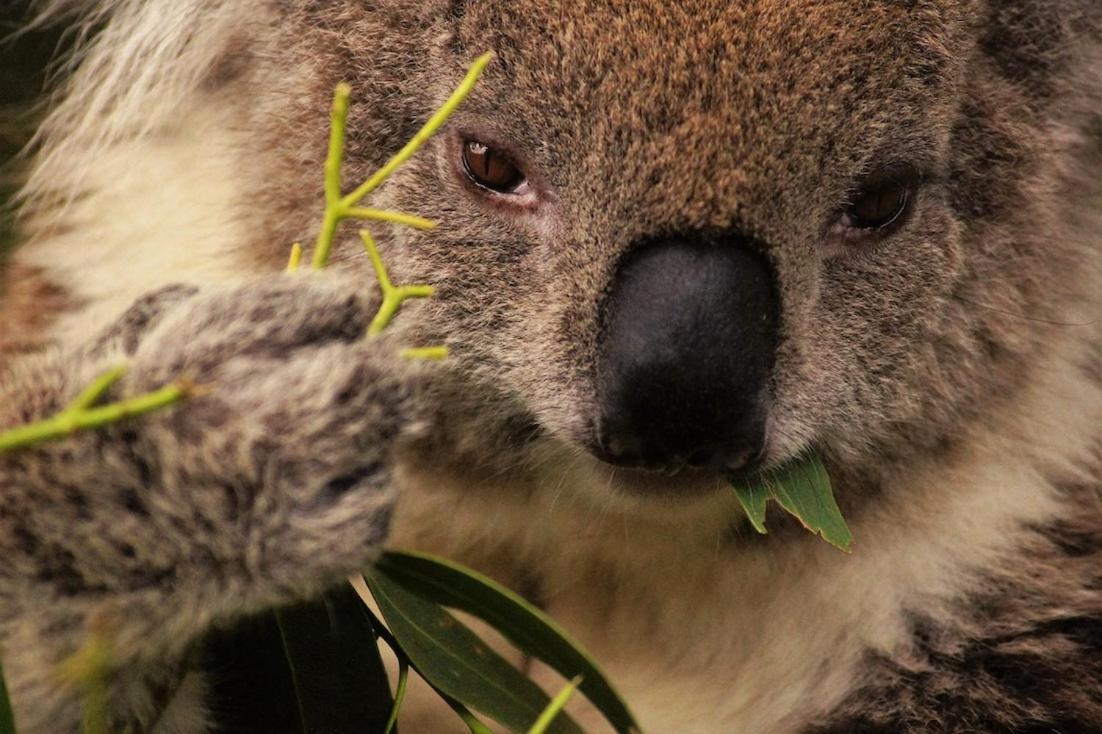 Bimbi Park - Camping Under Koalas Cape Otway Bagian luar foto