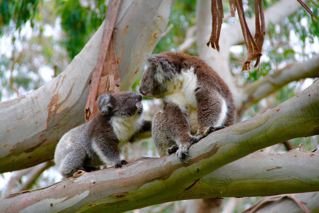 Bimbi Park - Camping Under Koalas Cape Otway Bagian luar foto