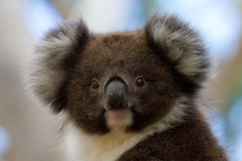 Bimbi Park - Camping Under Koalas Cape Otway Bagian luar foto